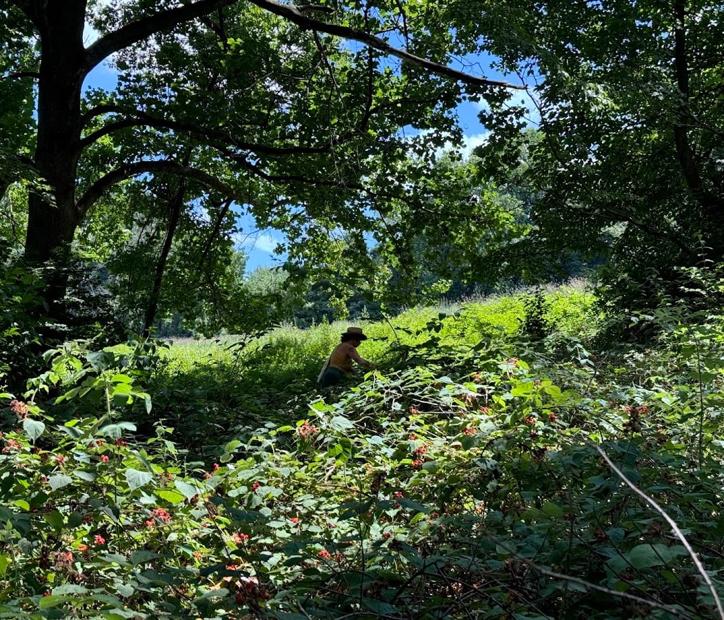 Free a Tree Volunteer Day 1